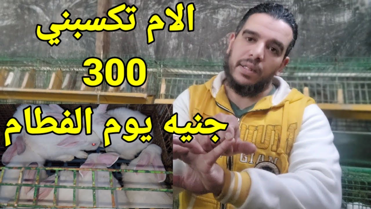 الام تسلمني 300جنيه يوم الفطام تعالا اقولك اذاي تكسب من الارانب