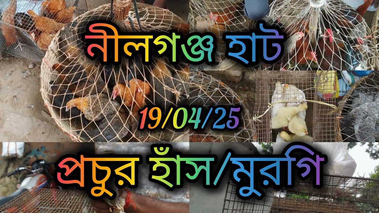 Nilganj Hat . Barrackpore And Barasat Road.19/04/2025. প্রচুর হাঁস এবং মুরগির কালেকশন 🦢🦆🐔🐓