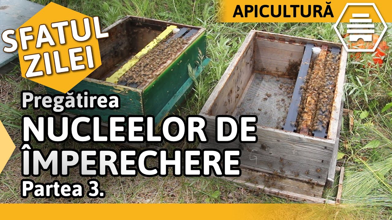 Pregătirea NUCLEELOR DE ÎMPERECHERE - Partea 3. [Sfatul zilei]