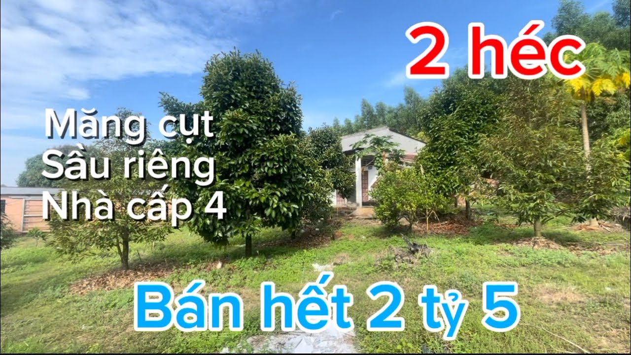 Cần bán 20.000m2 có 300cây măng cụt sầu riêng 100cây mận nhà cấp 4 điện nước đầy đủ giá bán 2 tỷ 5