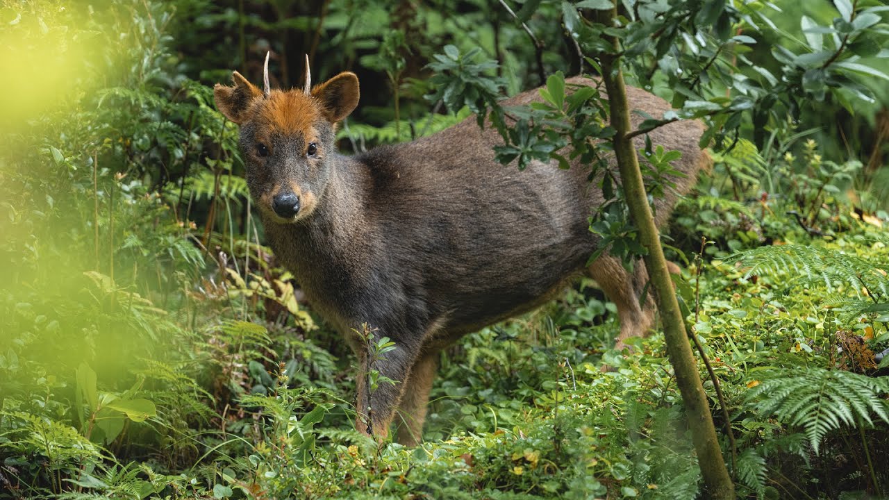 Protecting one of the Earth's smallest deer in Pumalín