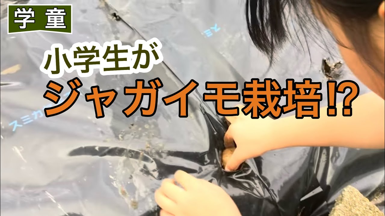 ジャガイモを植えて、園庭も紹介します！