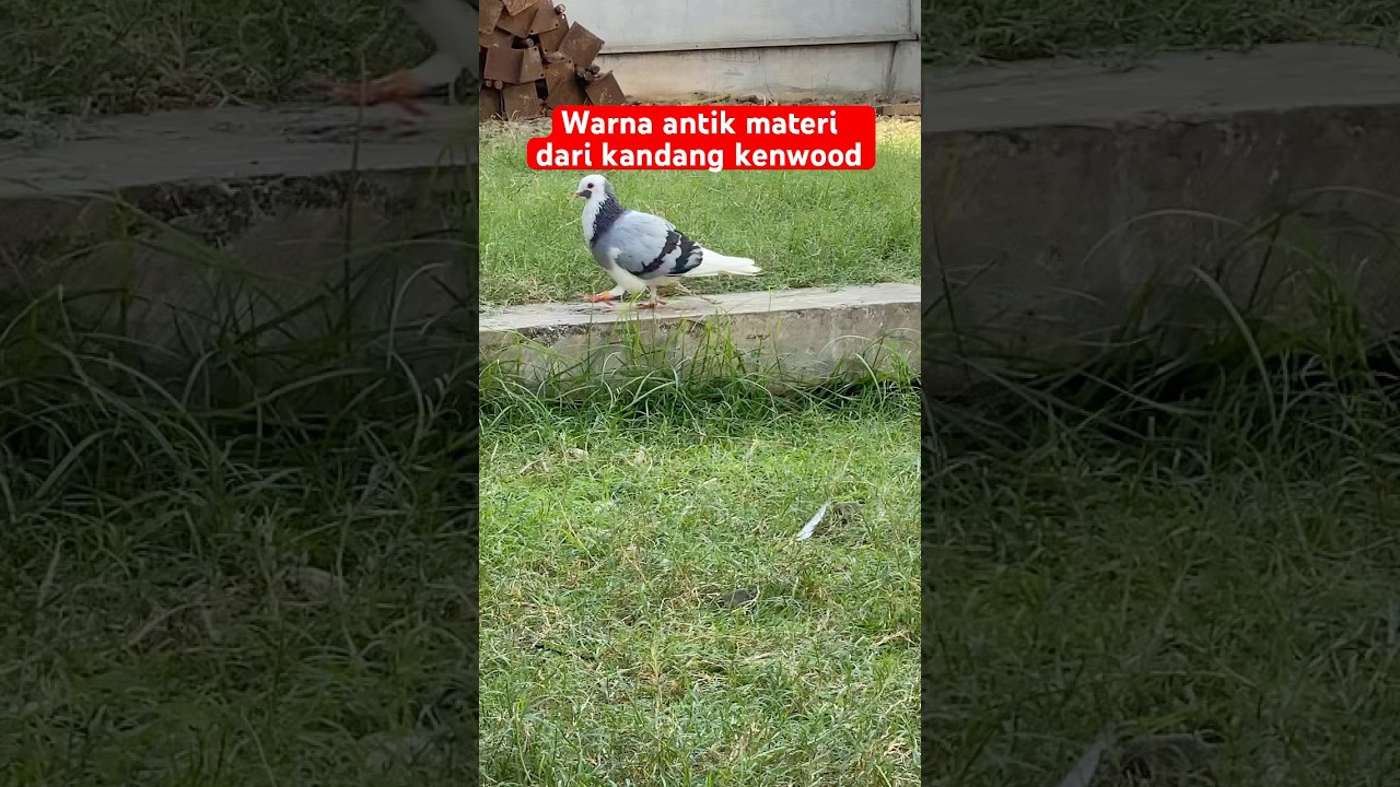 WARNA NYA MEWAH MERPATI DARI MAS JONED KENWOOD #merpati #merpatikolong #kenwood #fyp #viral