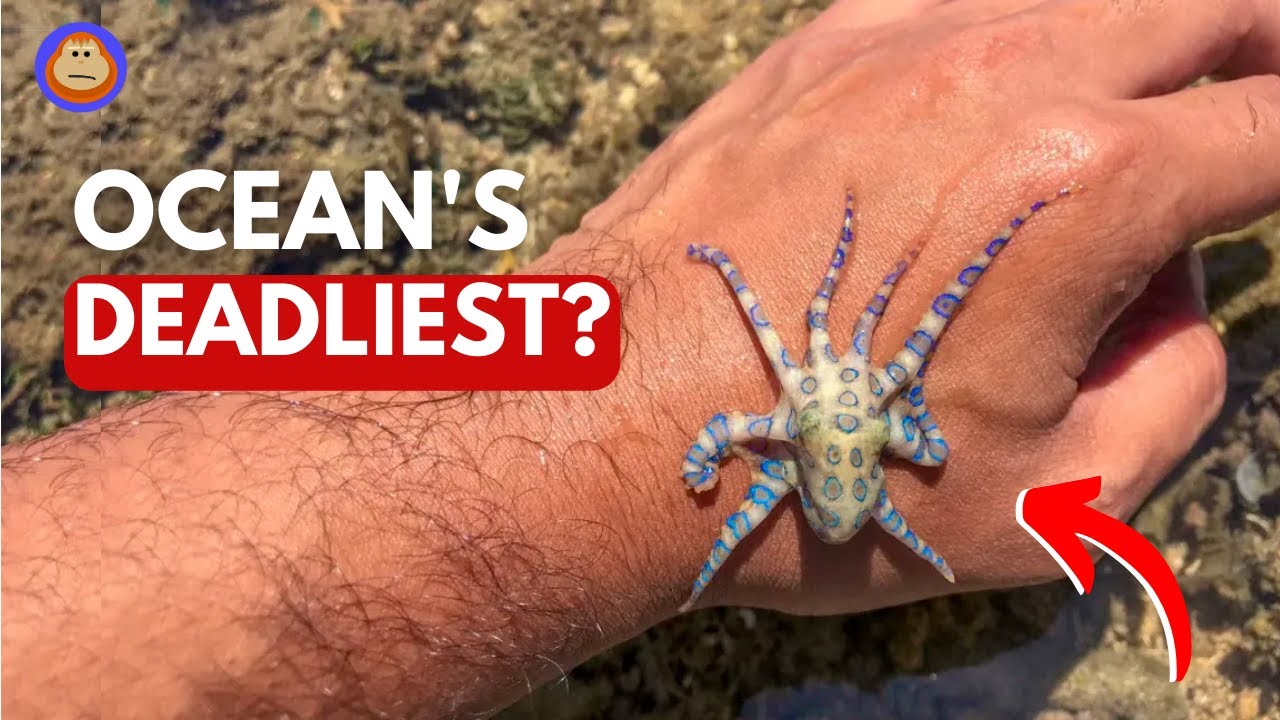 Насколько на самом деле опасен синекольчатый осьминог?