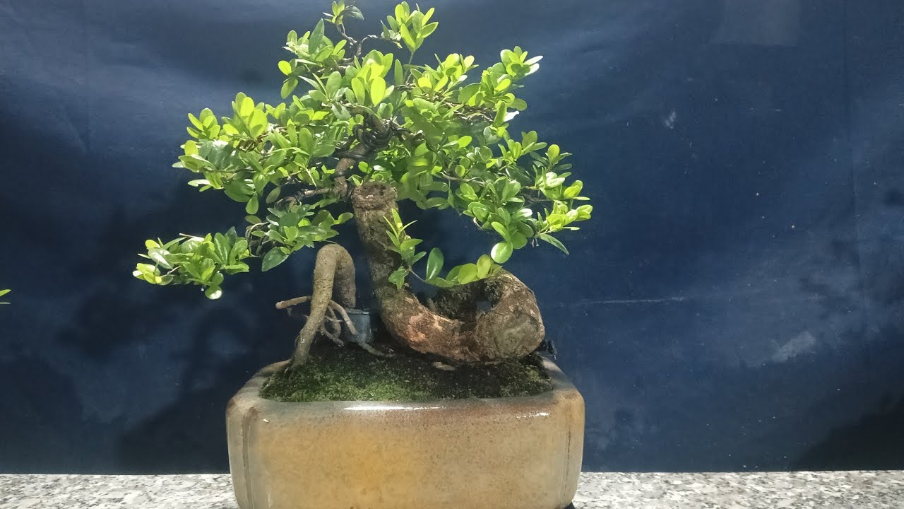2/3 Giao lưu hải châu giá rẻ,ae quan tâm lh:0382245732