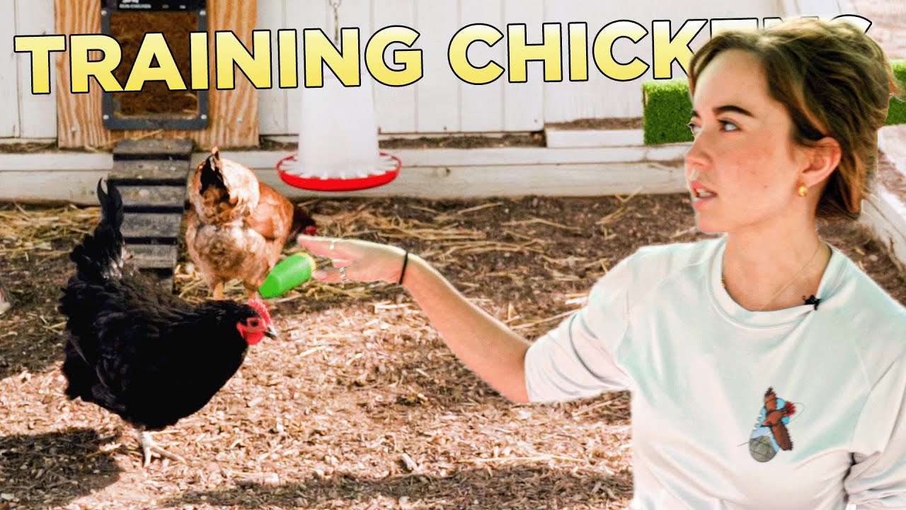 How We Train Our Chickens!
