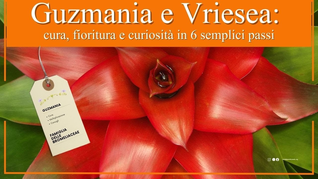 Guzmania e Vriesea: cura, fioritura e curiosità in 6 semplici passi