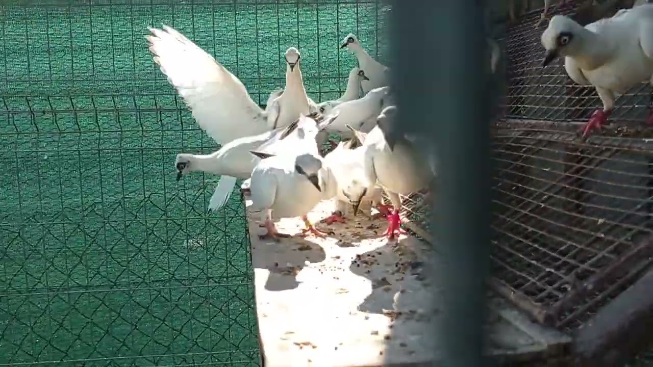 Wiedeński lotny🕊️Z kamerą wśród Wiedeńskich 😂 Pozdrawiam ✋