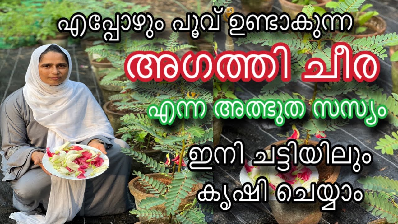 അഗത്തി ചീര എന്ന അത്ഭുത സസ്യം ഇനി ചട്ടിയിലും കൃഷി ചെയ്യാം | Agathi Keerai | Agasthi Cheera