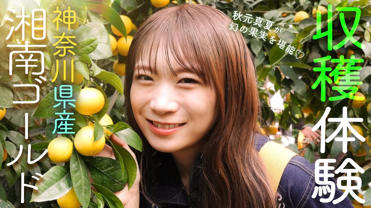 秋元真夏が神奈川県へ！幻の果実といわれる「湘南ゴールド」を収穫！