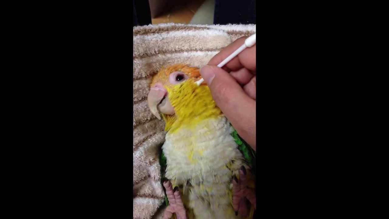 わせに綿棒で奉仕する作業