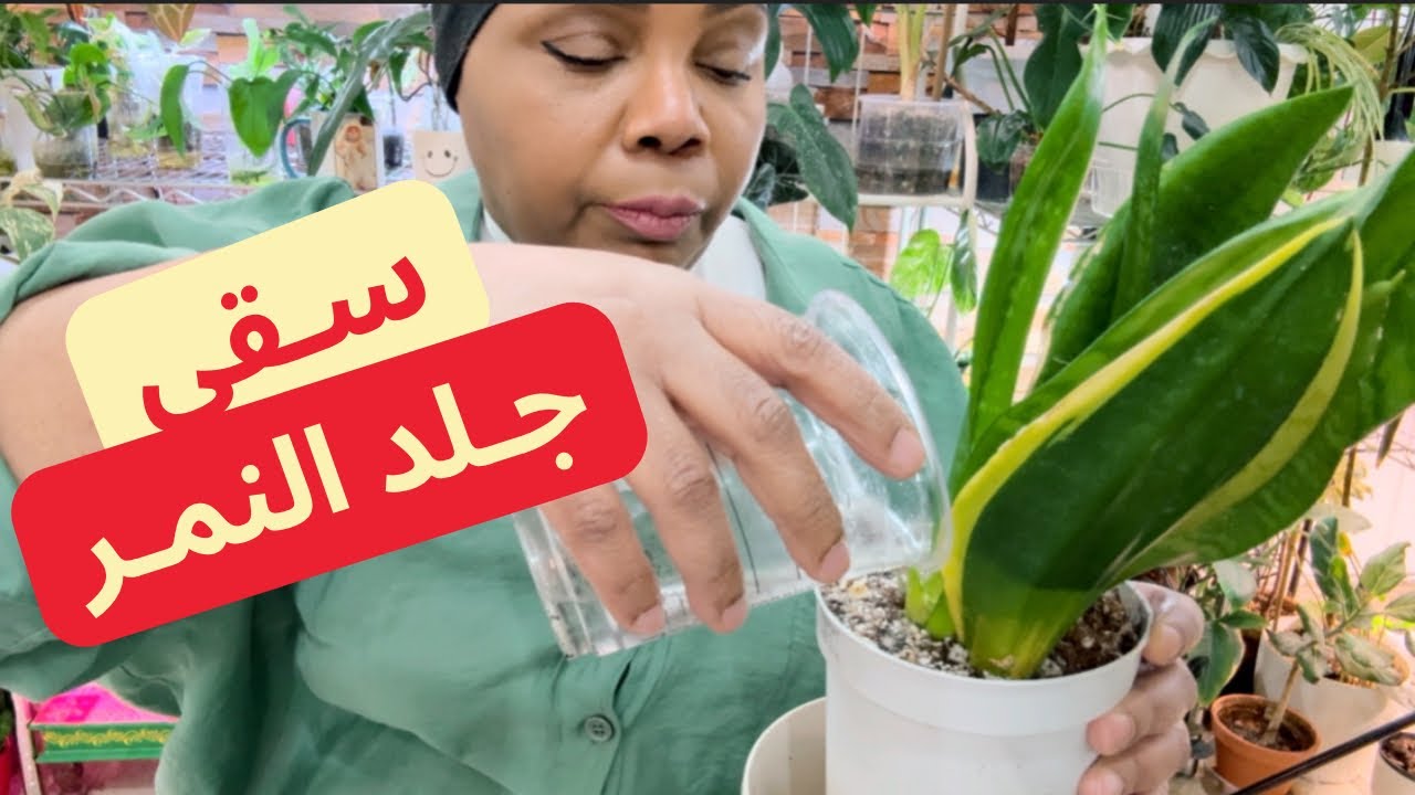 طريقتي في سقي نبات السنسفيريا جلد النمر 💦🌿