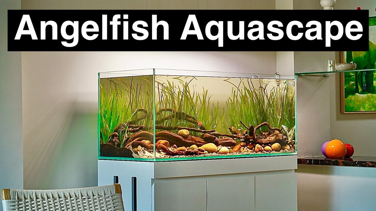 Building a LOW MAINTENANCE Angelfish Aquascape