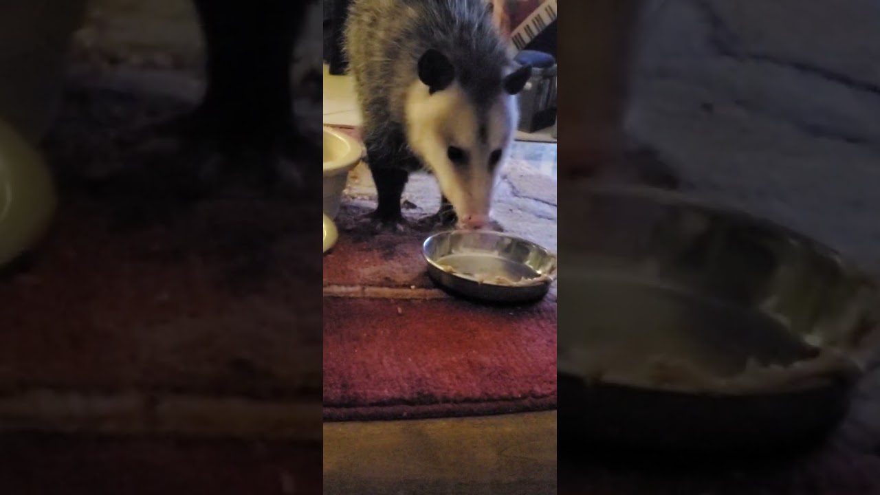 OPOSSUM CAFE-REVISITING (4)