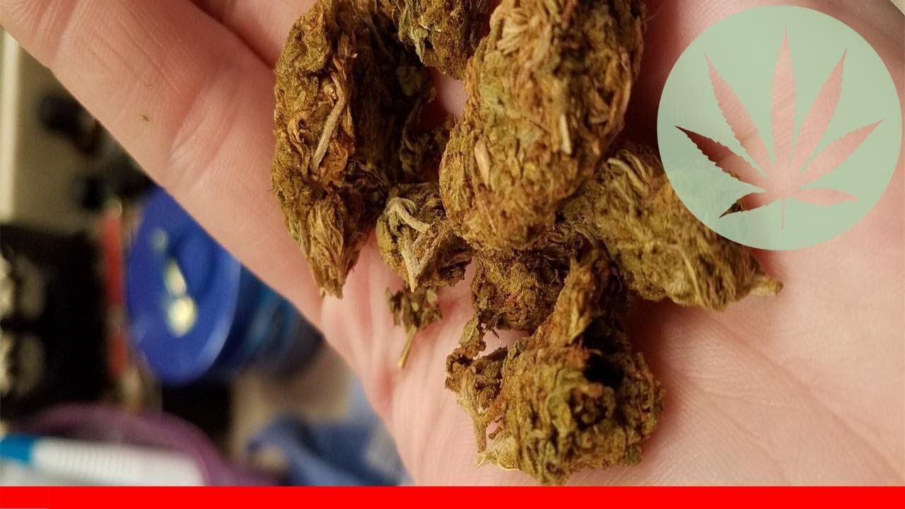 Sunshine - All About This Strain