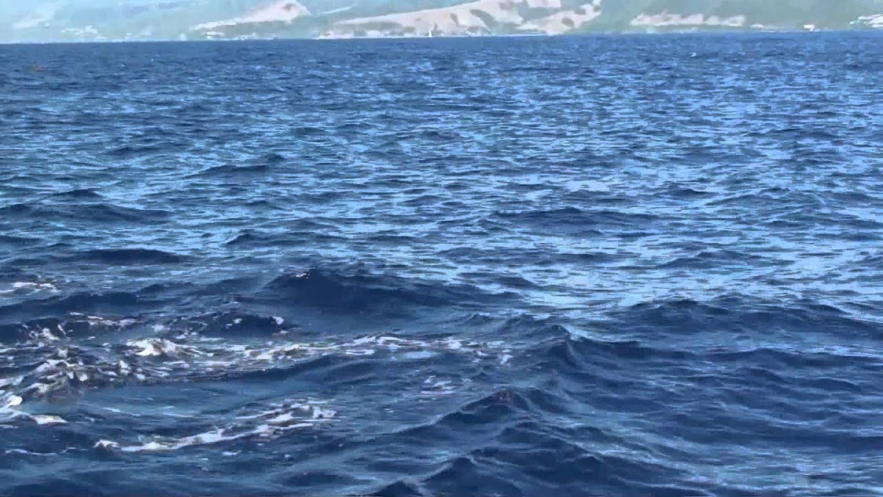 Whale / Dolphin watching in Dominica 2015