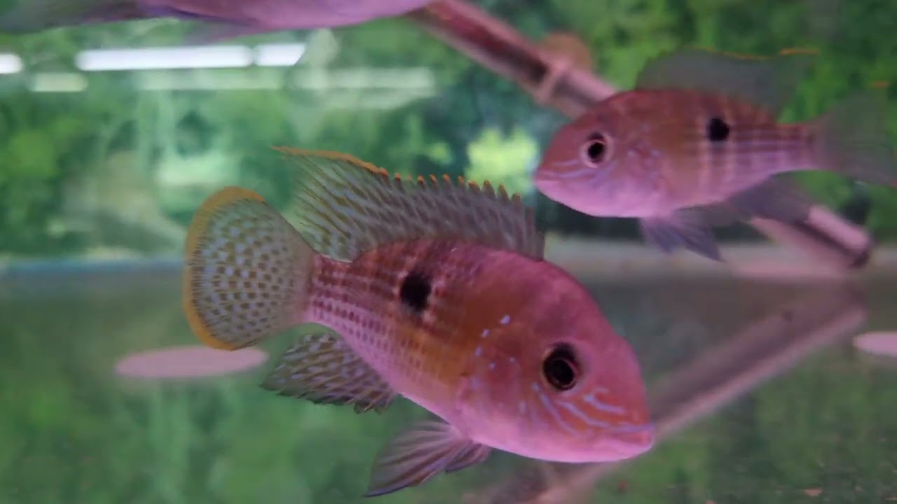 Local Fish Store Tour - Aquatic Warehouse, Plumstead