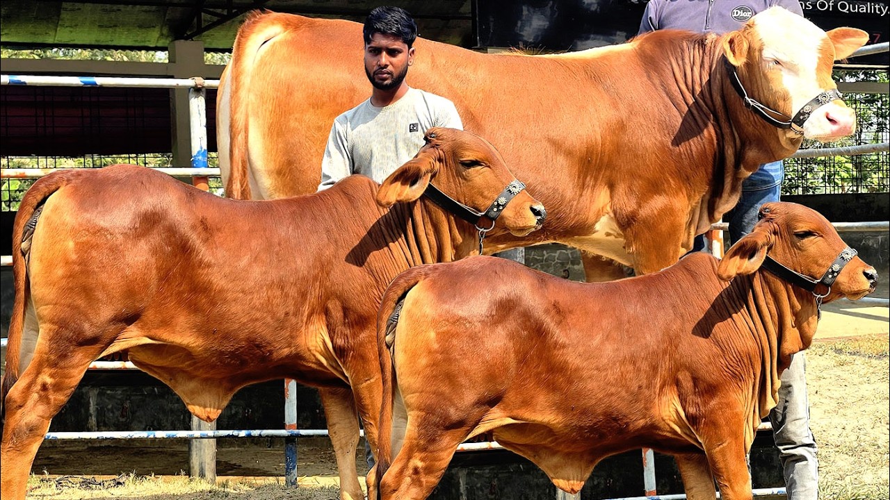 ৮/২/২৬/কম দামে কিনতে পারবেন উত্তরবঙ্গের সুনামধন্য প্রতিষ্ঠান থেকে আবারও সেরা মানের চার পিস গরুর প্যা
