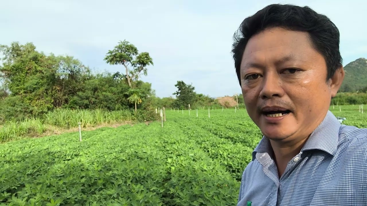 Khảo sát vùng nguyên liệu đậu phộng.
