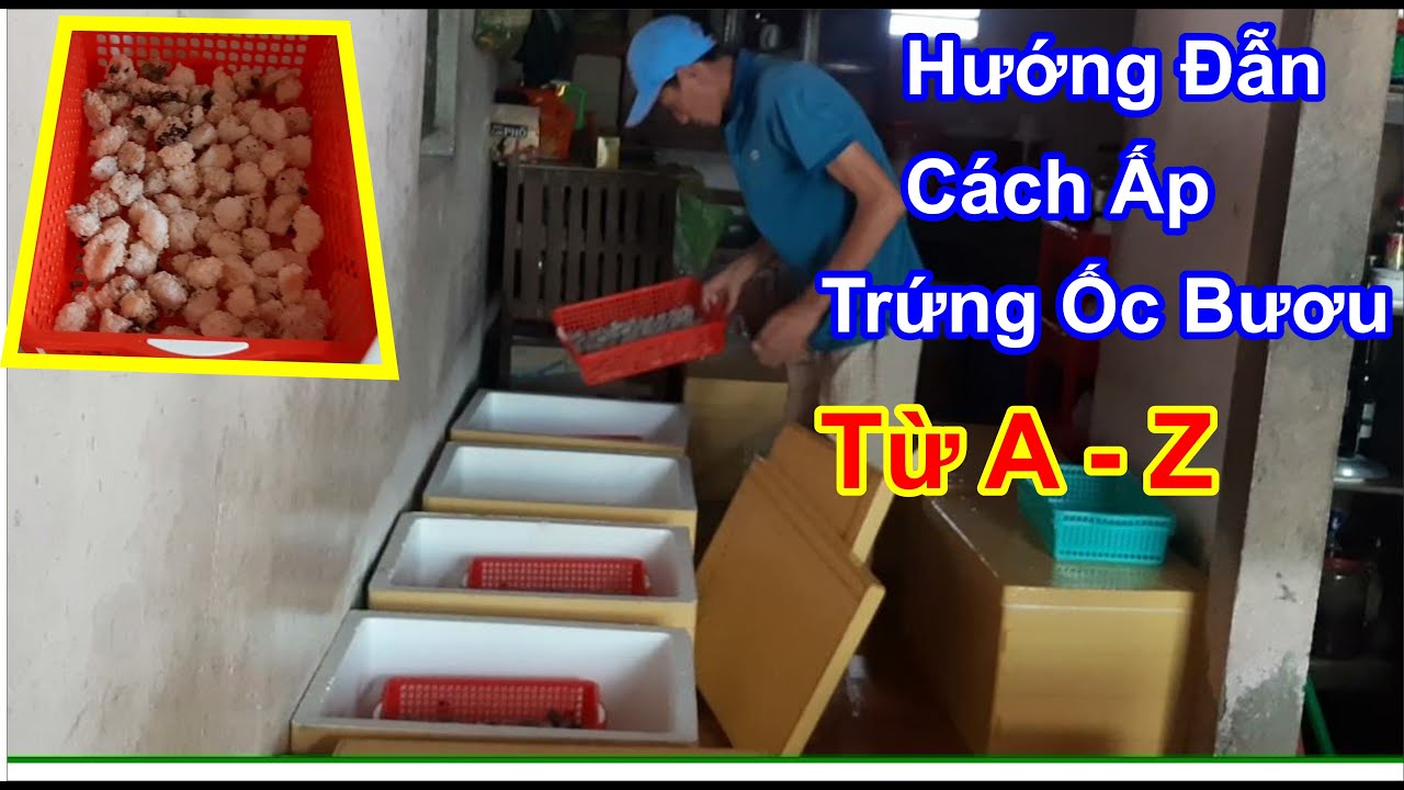 Hướng Dẫn Cách Ấp Trứng Ốc Bươu Đen Từ A-Z | Hoàng Ân Vlog