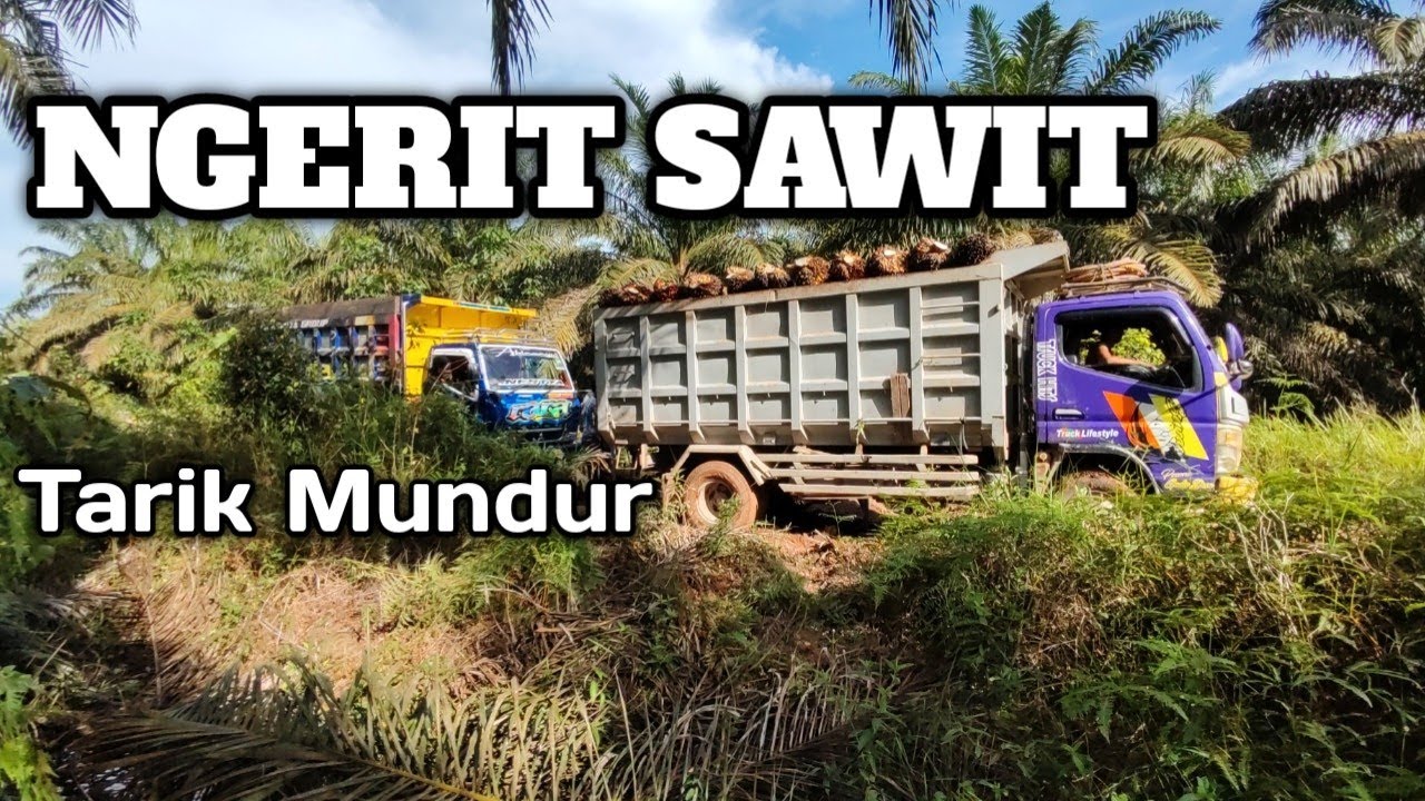 Ngerit Buah Sawit...