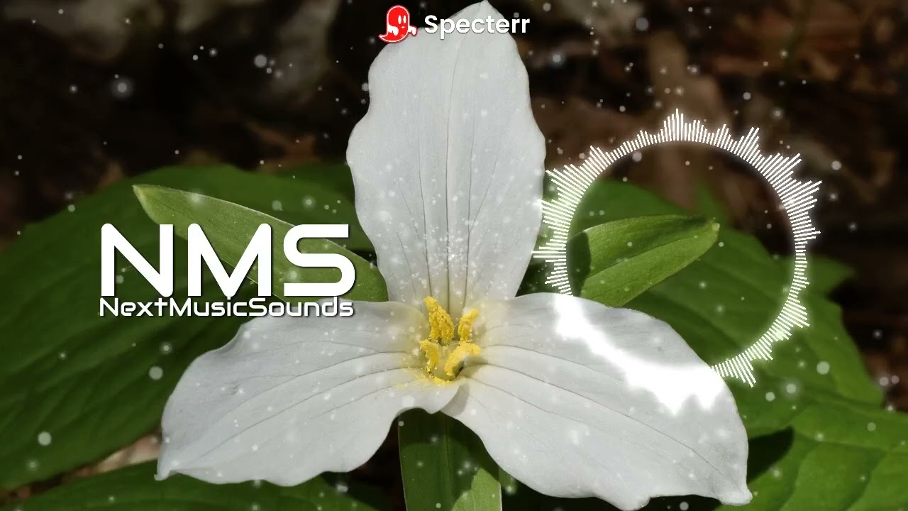 S3RL - Trillium(ft Sara) | Electronic Dance Music | Dyn Remix | NMS
