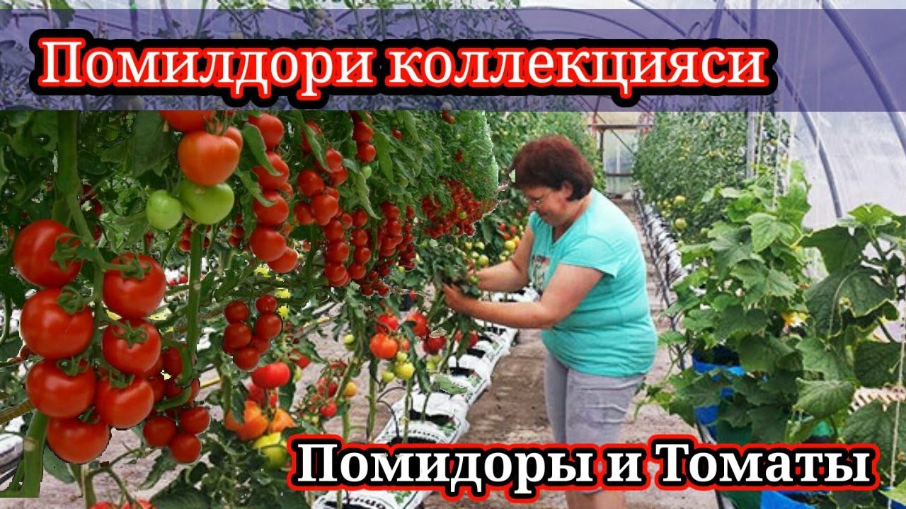 Pamidor Parnik. Pomidor issiqxona. Teplisa mahsuloti