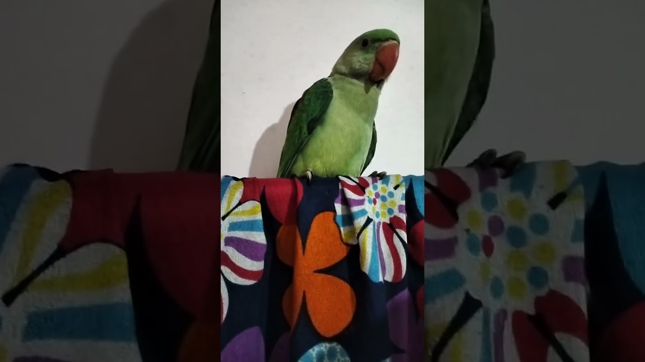 🦜Bamboo🦜mummy ka Hath Kat liya.#bulbul #bamboo #bitty#parrot #cute #love  #like #birds 