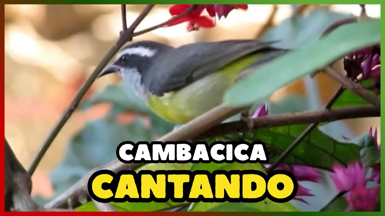 O canto da CAMBACICA (Coereba flaveola) | Bananaquit