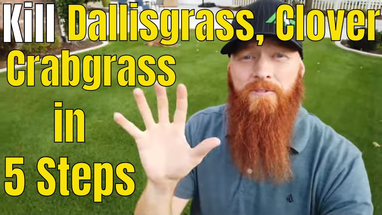 Kill Crabgrass, Dallisgrass, Clover in 5 Easy Steps. Oxalis, morning glory and Crabgrass Killer.