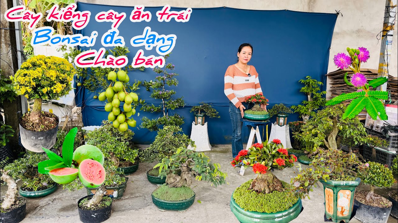Cây kiểng,cây ăn trái Bonsai đa dạng chào bán..28/02😘📲 0334.270.232.Bích-Nhung