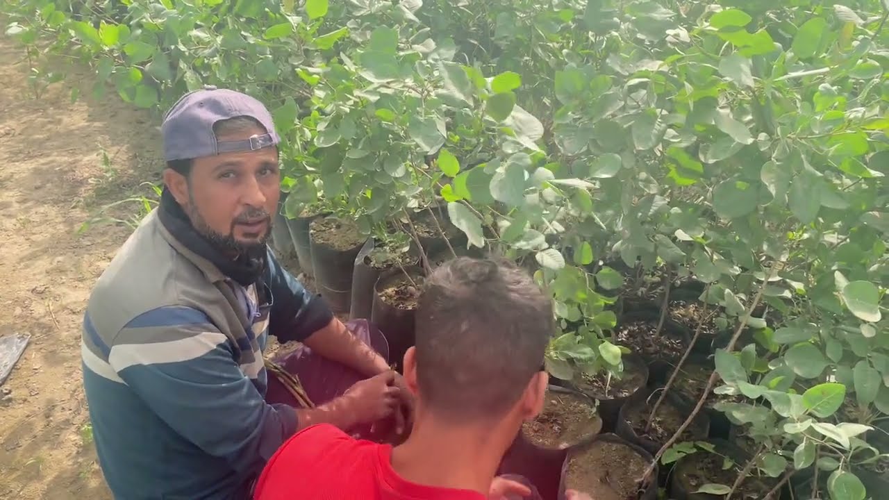 تطعيم الفستق الحلبي: الجزء الثاني, أسرار جديدة ونصائح ذهبية!