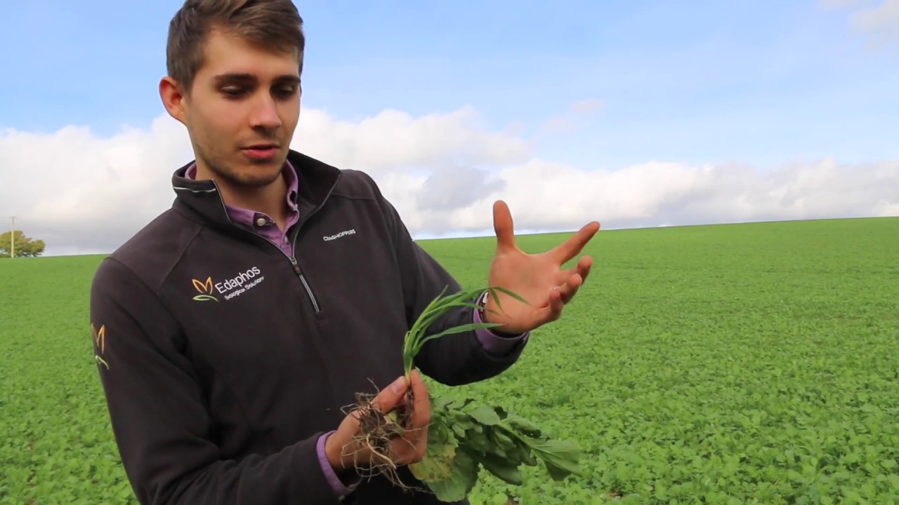 Understanding Cover Crops