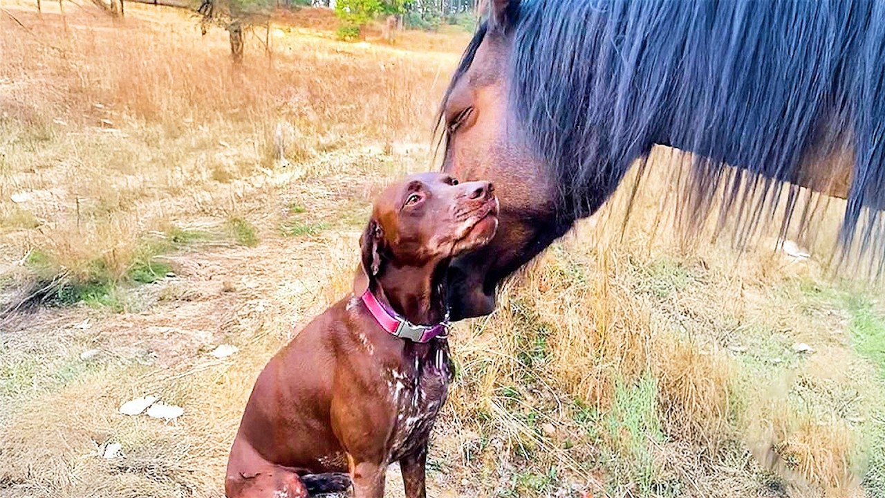 Dog Rushes to Greet Her Horse Best Friend Daily, and It's Adorable!