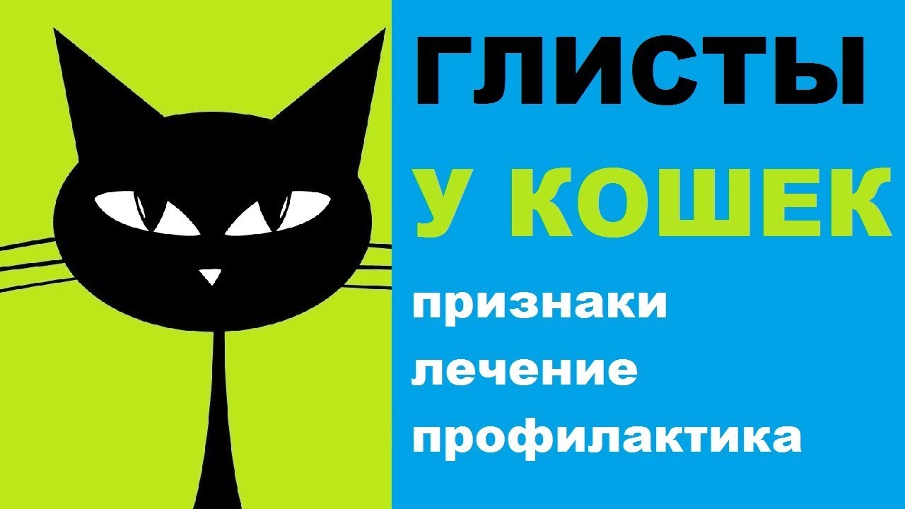 Признаки глистов у кошек, лечение, профилактика