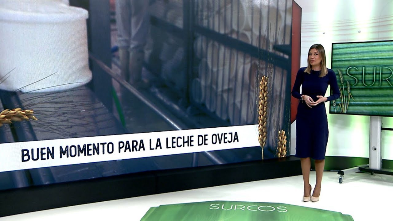 Surcos T15/E26.- Análisis del sector del ovino de leche en Castilla y León