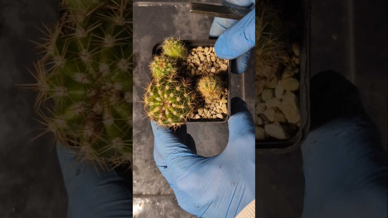 Sprzątanie sadzonek kaktus&oacute;w, 11 marca 2026 r. #kaktus #ogrodnictwo