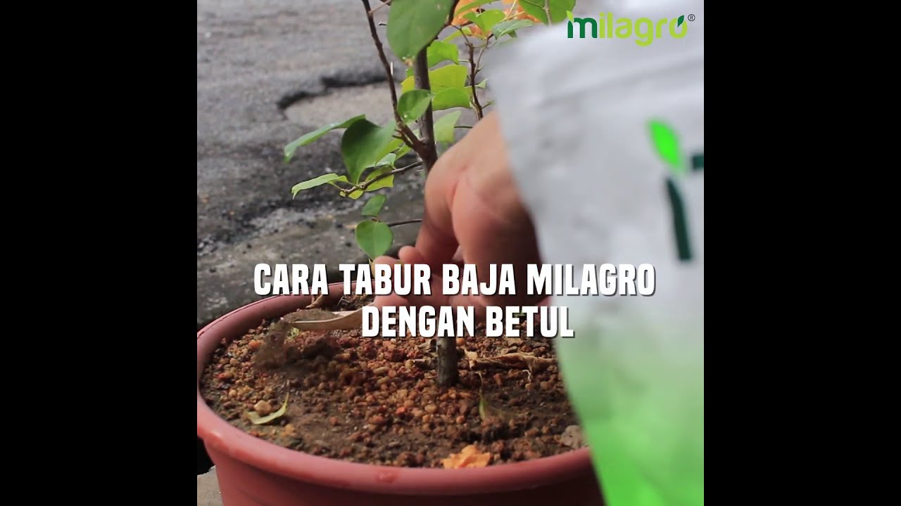 CARA PEMBAJAAN BAJA MILAGRO | Baja Milagro