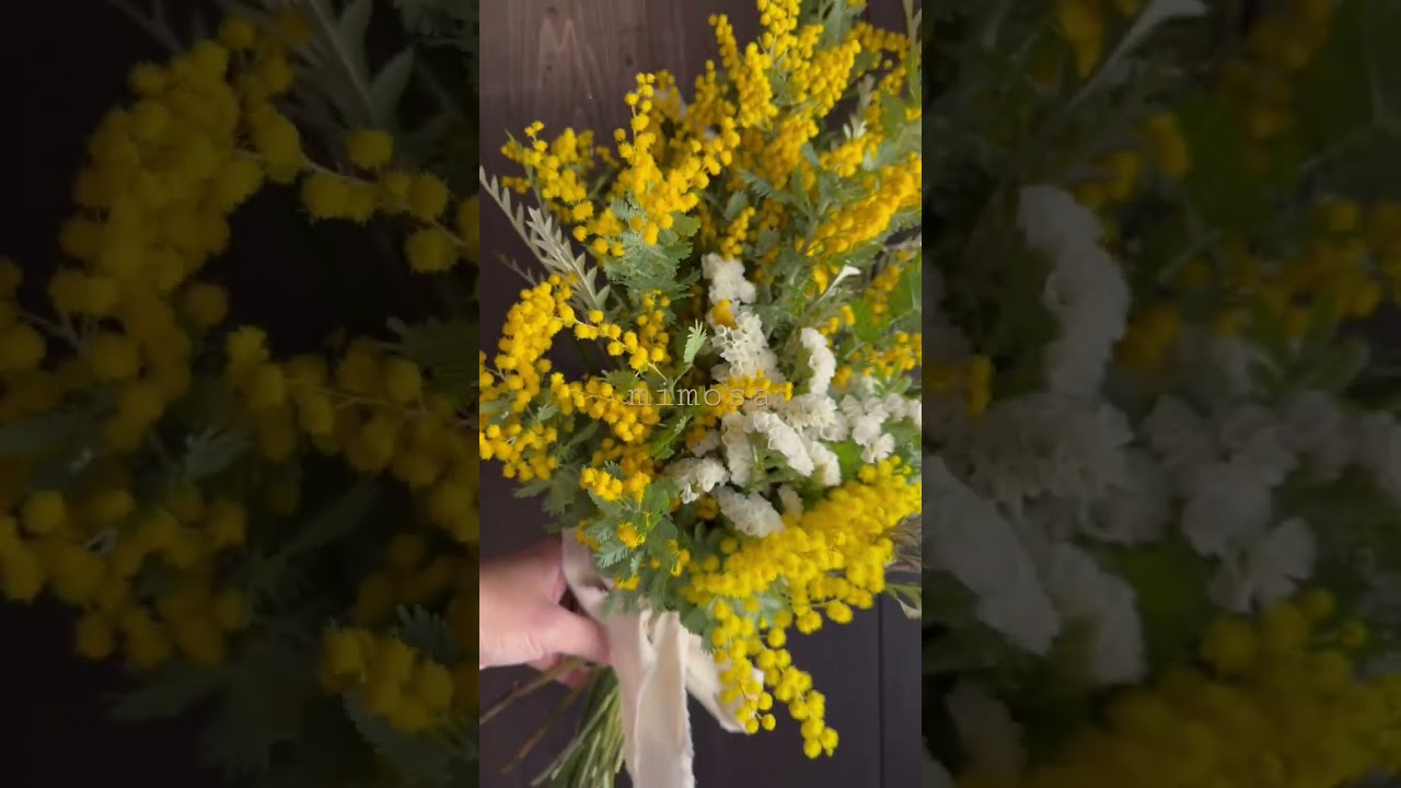 #mimosa #mimosas #japan #flower #ikebana #shortvideo #happy #bridal #hikone #ブーケ #japaneseculture