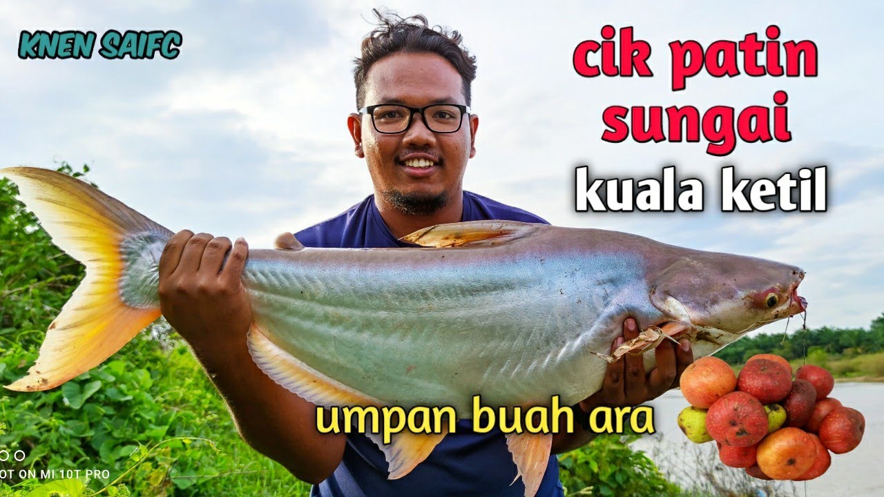 tarikan padu patin sungai kuala ketil reel ryobi vertus menjerit/patin liar