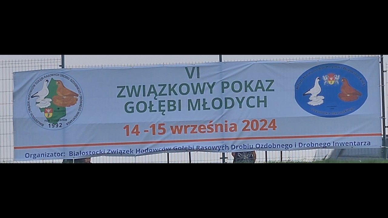 #Wystawa #pokaz #gołębie #białystok 14/09/2024 #pigeons #shorts #birds #ptaki #animals #ozdobne