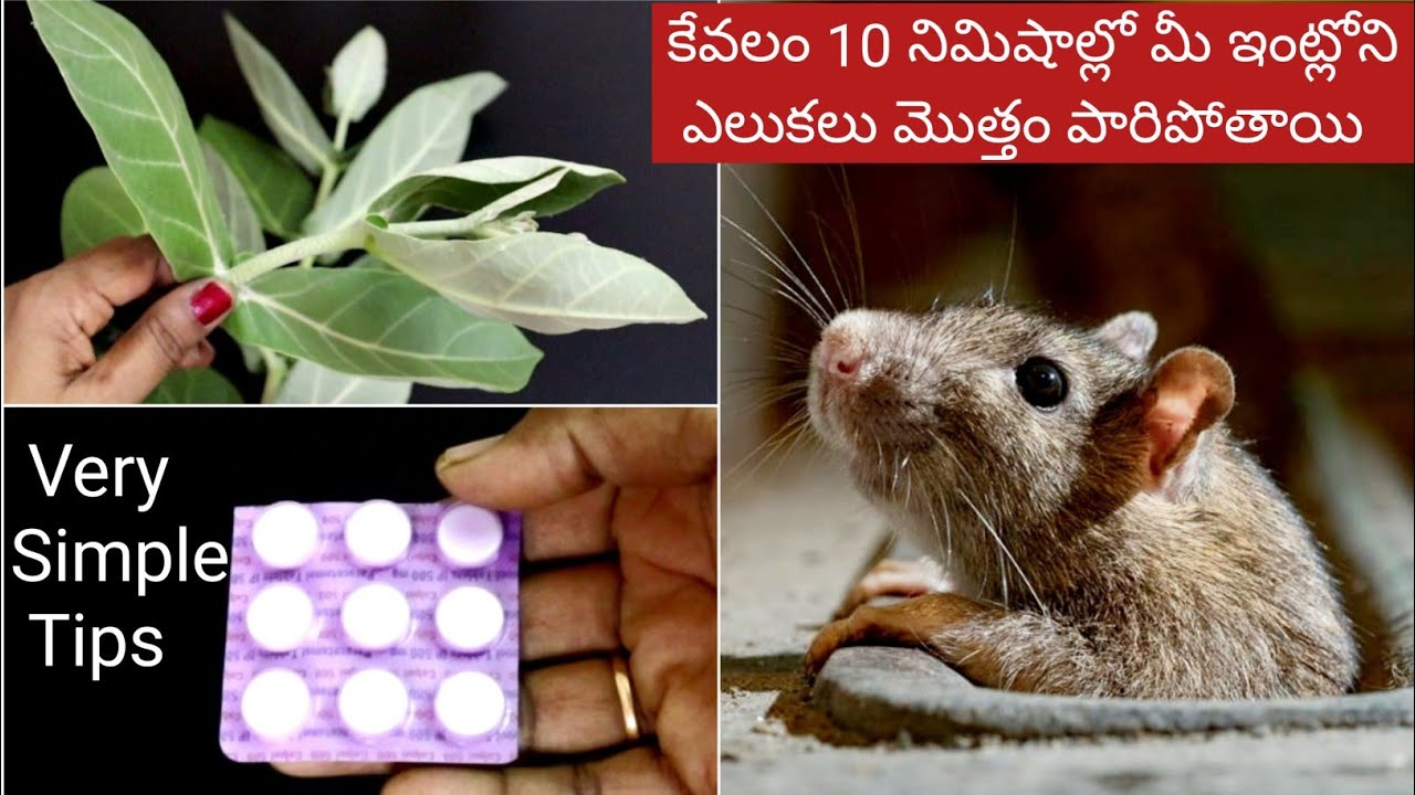 ఇలా చేస్తే ఎలుకలు జన్మలో మీ ఇంటి దరిదాపుల్లో రావు- ఒకవేళ వచ్చినా ఆ వాసనకి పారిపోతాయి/Get Rid Of Rats