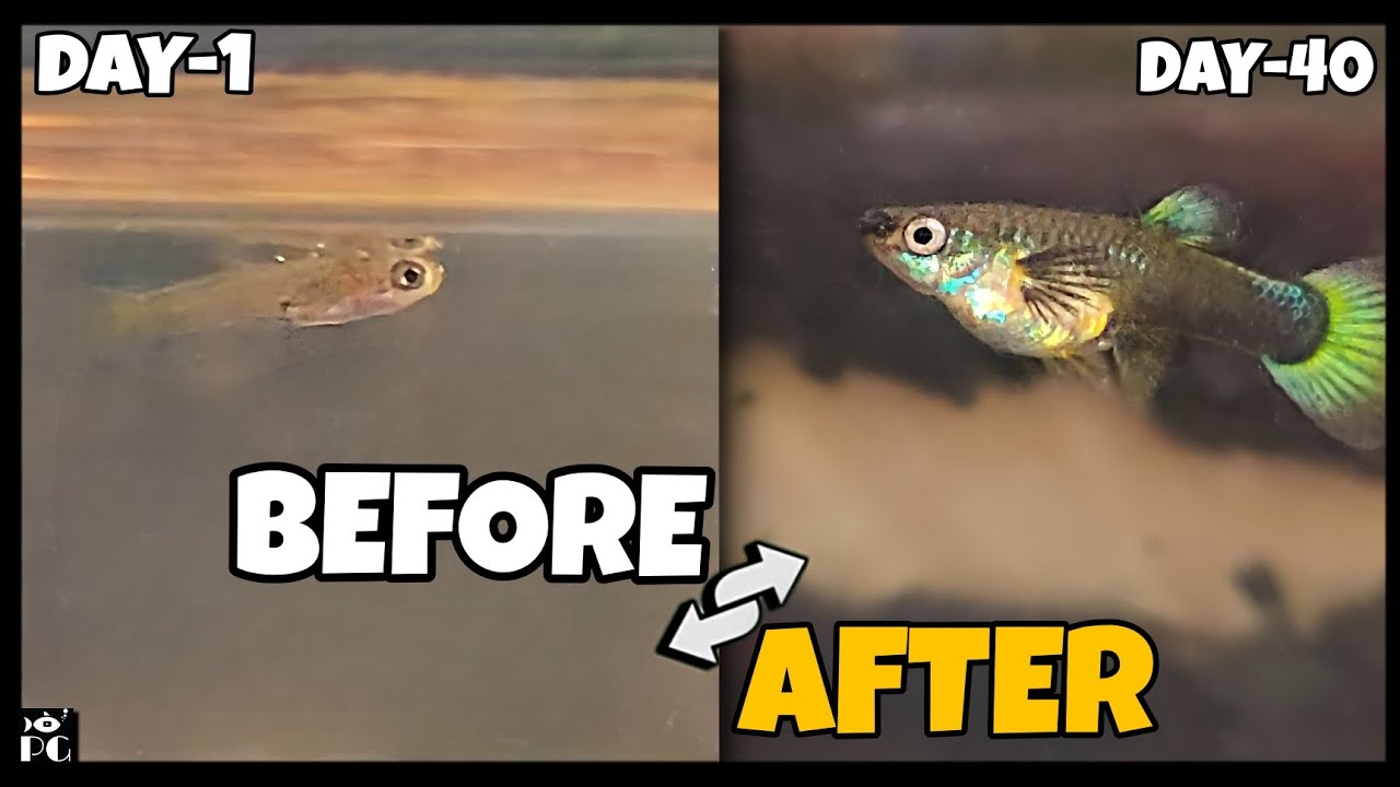 Watch My Baby Guppy Grow From Fry To Adult...!! (Part-2) || #guppy #baby #fish #timelapse #4k ||