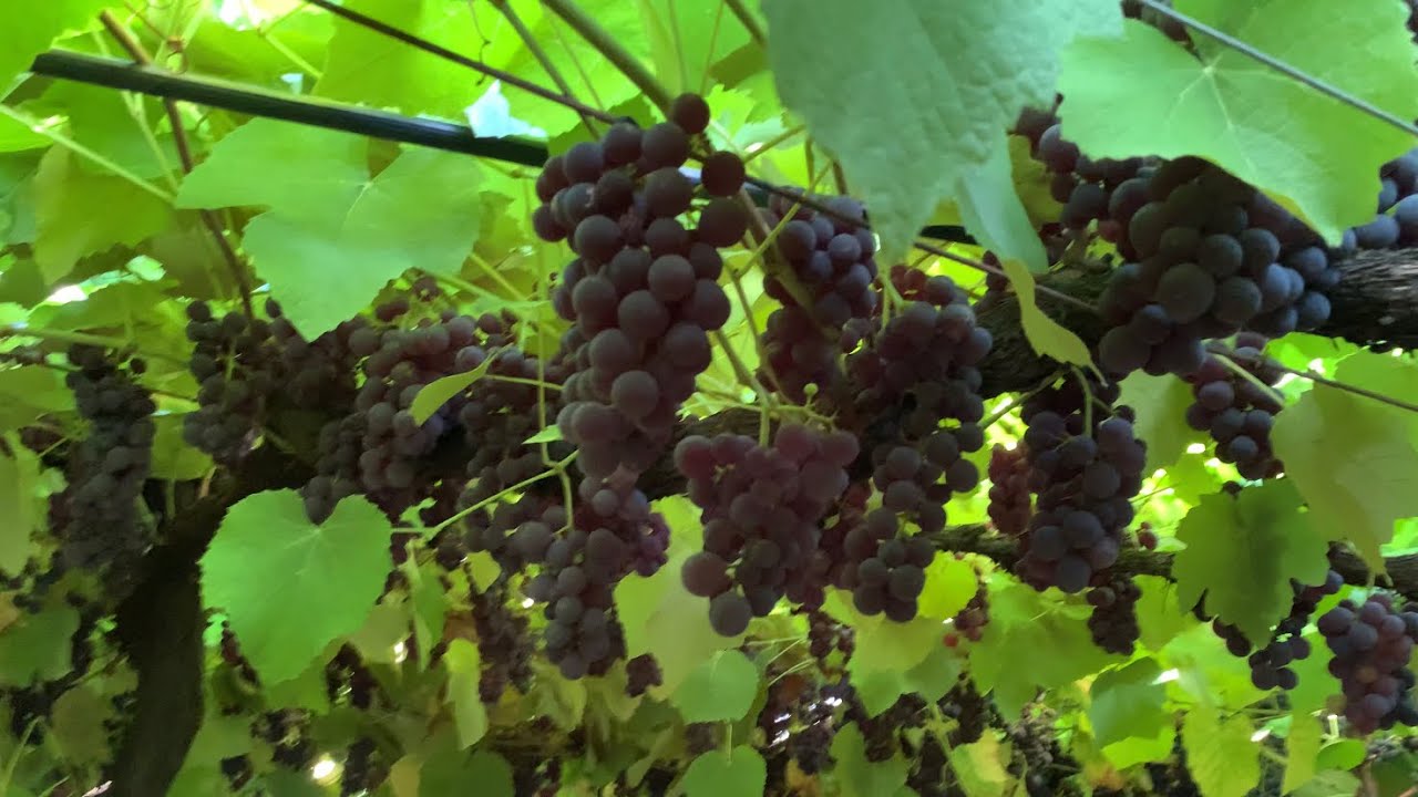 Variedade de uva Isabel precoce