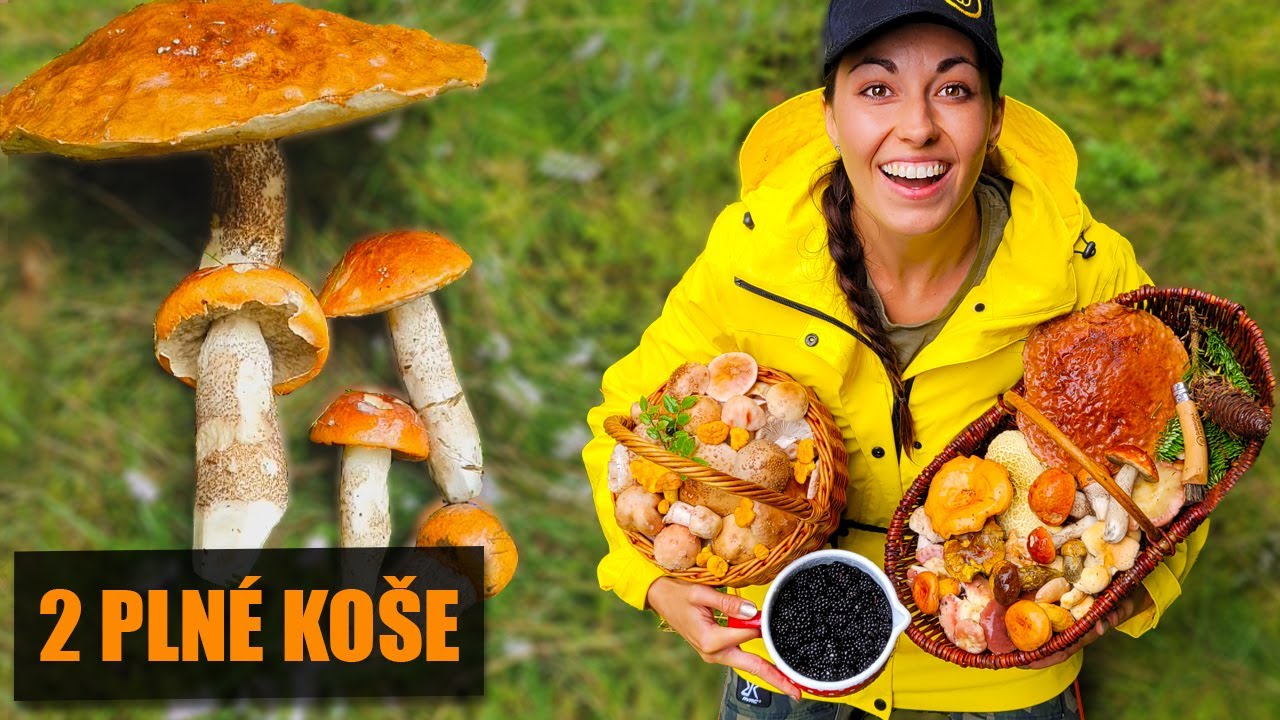 Obří hřiby a křemenáče na Šumavě