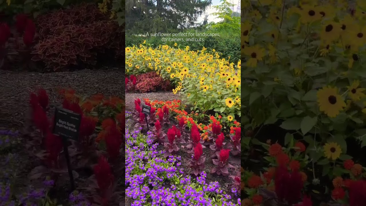 That&rsquo;s Sunfinity Sunflower for you! #sunflower #gardening #landscape #plants #flowers #cutflowers