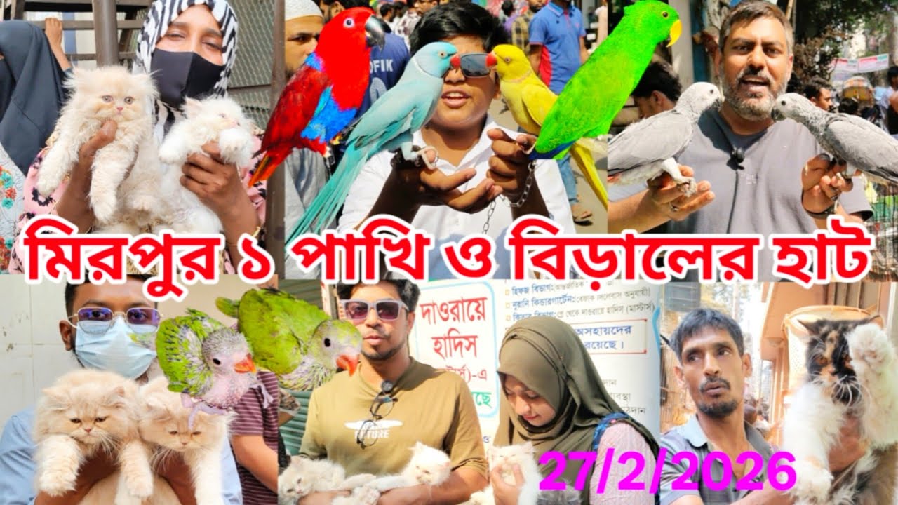 Mirpur 1 Pakhir hat | Mirpur 1 Biraler hat | Persian cat price in Bangladesh | মিরপুর ১ পাখির হাট 