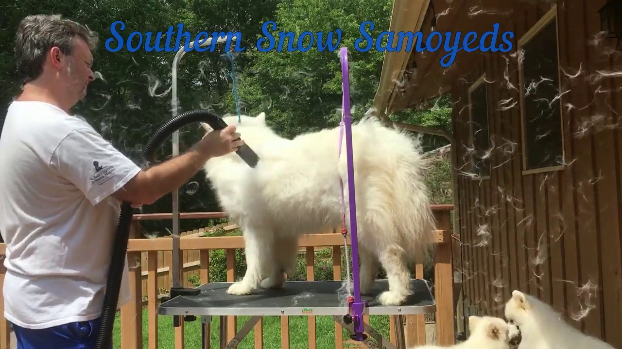 Samoyed Shedding Coat
