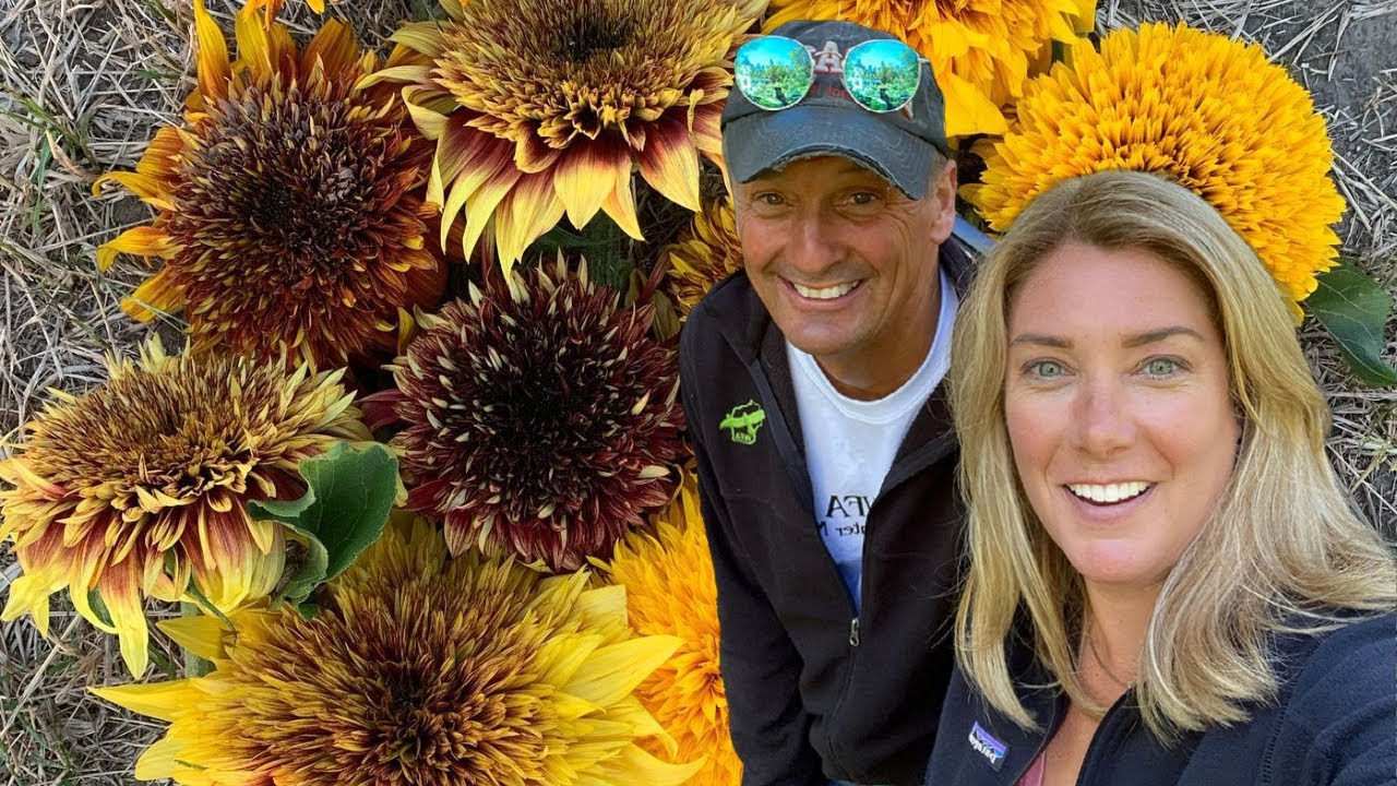 Bringing the coolest sunflowers to your garden 🌻 Sunflower Steve stops by!