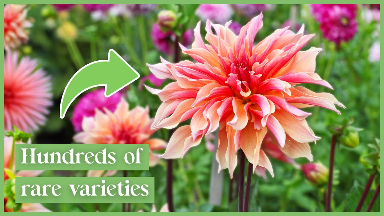 Inside A Dahlia Farm: Our Exclusive Tour of 144 Varieties | Life In Bloom